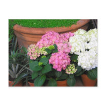 flowers postcards