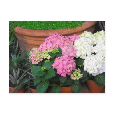 flowers post cards by DonnaGrayson