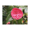 Flowers postcards by Proud_Army_Wife1977 Flowers postcards