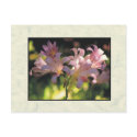 flowers postcards