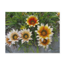 Flowers Postcard