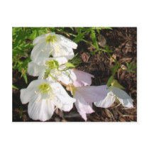 Flowers postcards
