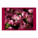 Flowers posters by Okeesworld Flowers posters