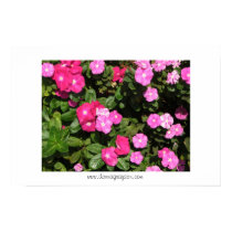 flowers posters by DonnaGrayson flowers posters