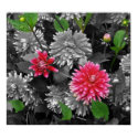 flowers posters by JavaMama730 flowers posters