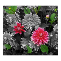 flowers posters