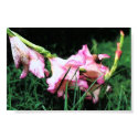Flowers posters by David_B_Miller Flowers posters