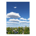 meadow scene