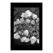 Flowers posters by Johan_den_Hollander Flowers posters