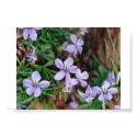 Flowers posters