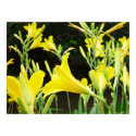 flowers poster posters