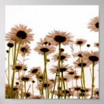 Flowers Posters