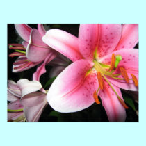 Flowers posters