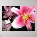 Flowers Posters