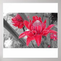 Flowers Poster