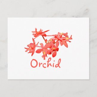 Flowers Salmon Tinted Text Ground Orchid postcard