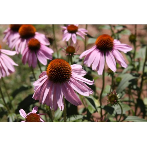 Flowers springing up print