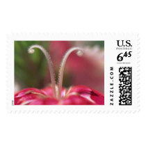 Flowers Stamps