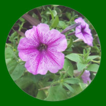 flowers stickers