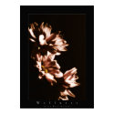 flowers wellness posters