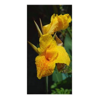 flowers- pictures of flowers-yellow flowers-jamaican flowers-tropical flowers-jamaica