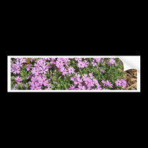 Flox bumper stickers