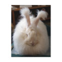 Fluffy Angora Bunny postcards by crispyking Fluffy Angora Bunny postcards