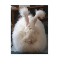 Fluffy Angora Bunny postcards