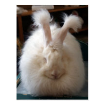 Fluffy Angora Bunny Postcard