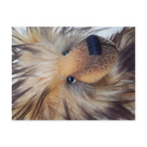 Fluffy Bear postcards