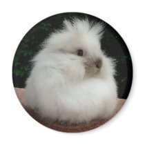Fluffy Bun magnets