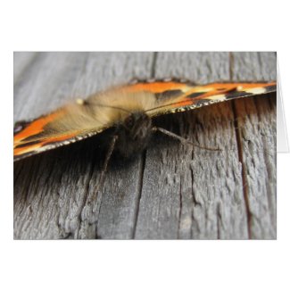 Fluffy Butterfly Macro Card