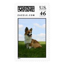 Fluffy Cardigan Welsh Corgi postage