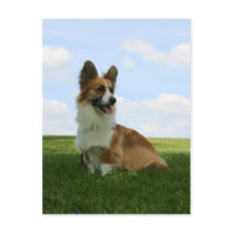 Fluffy Cardigan Welsh Corgi Postcard