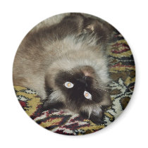 Fluffy Cat magnets