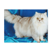 Fluffy Cat postcards