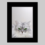 Fluffy Cat Postcard postcards