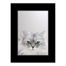 Fluffy Cat Poster posters