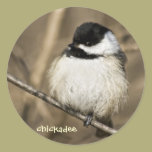 Fluffy chickadee - sticker stickers