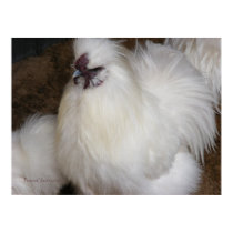 Fluffy Chicken 2 posters by PrairiePrints Fluffy Chicken 2 posters