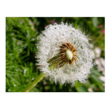Fluffy dandelion MS JOH 2011 Postcard