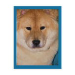 Fluffy Dog Postcards