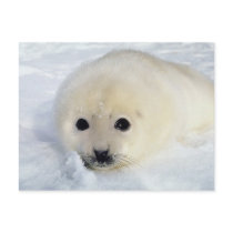 Fluffy Harp Seal Pup postcards by alternateworlds Fluffy Harp Seal Pup postcards
