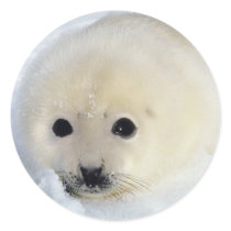 Fluffy Harp Seal Pup stickers by alternateworlds Fluffy Harp Seal Pup stickers