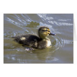 Fluffy Mallard Chick Cards Fluffy Mallard Chick Cards