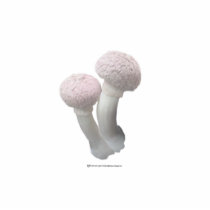 Fluffy Pink Mushrooms Sculpture photo sculptures