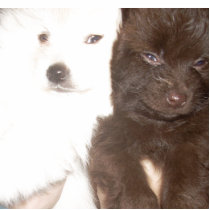 Fluffy Poms photo sculptures by Pomeranian4me Fluffy Poms photo sculptures