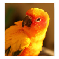 Fluffy Rudy posters by ztrawhcs Fluffy Rudy posters