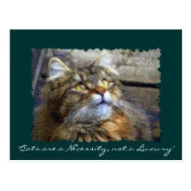 FLUFFY TABBY KITTEN Collection Post Card