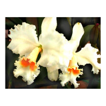 Fluffy White Cat...tleyas posters by OrchidArt Fluffy White Cat...tleyas posters